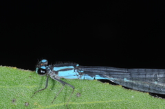 Acanthagrion lancea