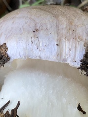 Cortinarius lilacinocolossus