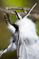 Spilosoma vestalis
