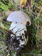 Cortinarius lilacinocolossus