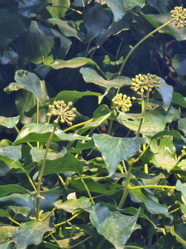 Image of Hedera maderensis by (c) Vítor Jorge, some rights reserved (CC BY)