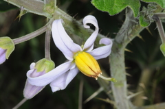Solanum palinacanthum