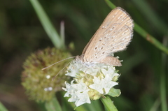 Zabuella tenellus