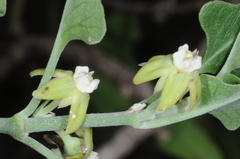 Araujia brachystephana