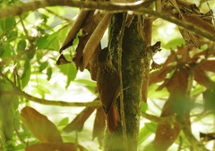 Xiphorhynchus fuscus