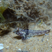 Sailfin Goby - Photo (c) Wayne Martin, some rights reserved (CC BY-NC), uploaded by Wayne Martin
