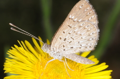 Zabuella tenellus