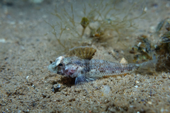 Nesogobius pulchellus