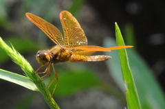 Perithemis icteroptera