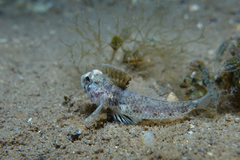 Nesogobius pulchellus