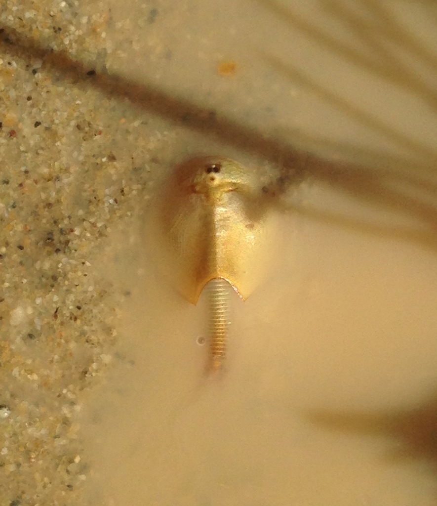 Lynch tadpole shrimp