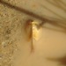 Lynch Tadpole Shrimp - Photo (c) Adam J. Searcy, some rights reserved (CC BY), uploaded by Adam J. Searcy