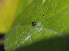 Cryptogonus robustus