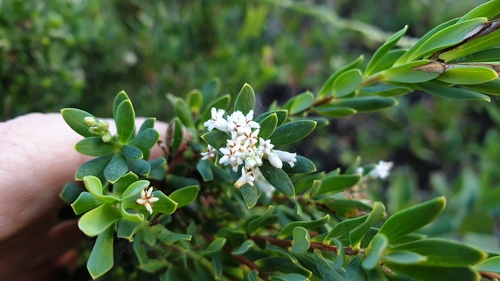 Pink Mountain Berry (Cyathodes parviflora)
