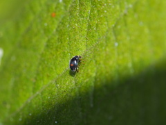 Cryptogonus robustus