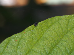 Cryptogonus robustus