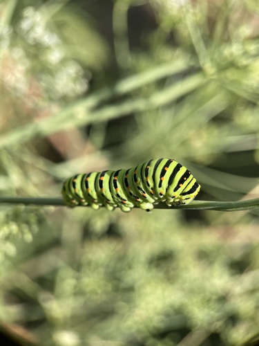 Old World Swallowtail
