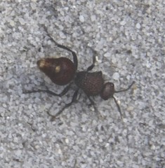 Ephutomorpha ferruginata