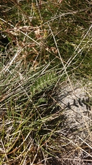 Chaerophyllum eriopodum