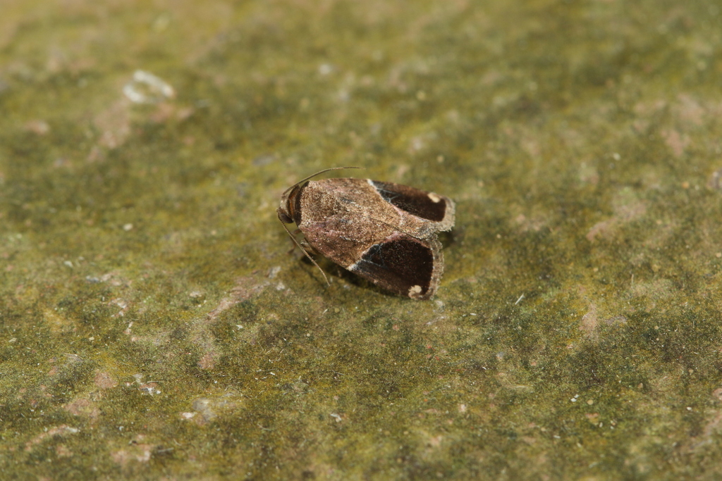 Elaphria cohaerens