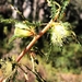 Banksia serra - Photo (c) Bushmonger, algunos derechos reservados (CC BY-NC), subido por Bushmonger