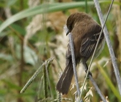 Myiophobus fasciatus