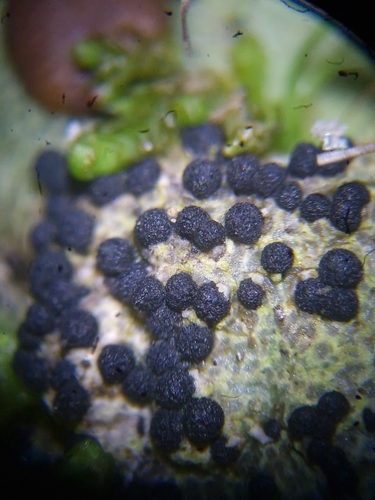 Representative image of Rhagadostoma