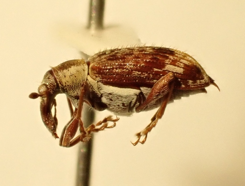 Eugnomus nubilans
