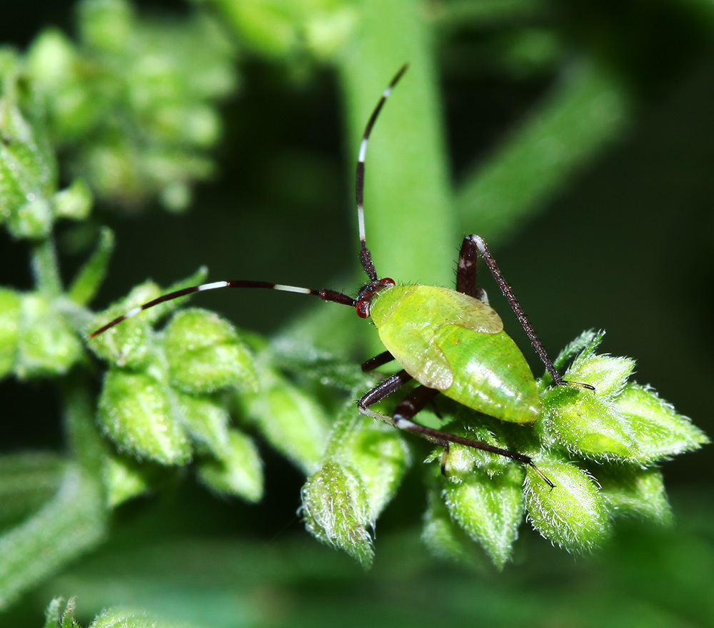 Adelphocoris triannulatus