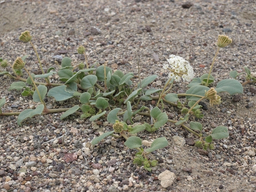 Abronia turbinata (Abronia turbinata)
