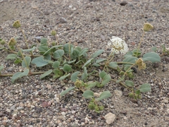 Wedgeleaf Sand Verbena (Abronia turbinata)