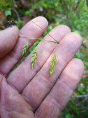 Carex castanea