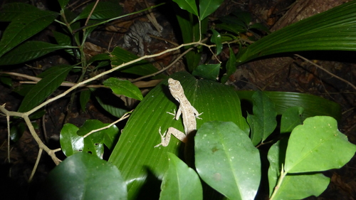 Anolis bicaorum