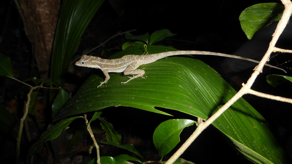 Bay Islands Anole