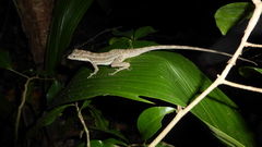 Anolis bicaorum