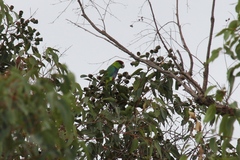 Purpureicephalus spurius