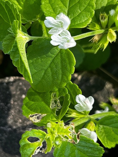 Leucas decemdentata observed 2023-07-27