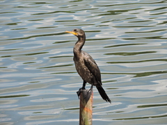 Nannopterum brasilianum brasilianum