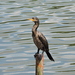 Neotropic Cormorant - Photo (c) Nicolás Rozo, some rights reserved (CC BY-NC), uploaded by Nicolás Rozo