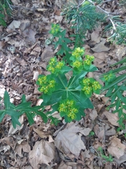Euphorbia oblongata