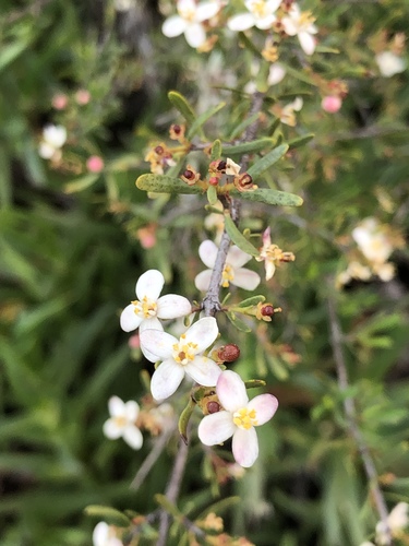 Bushrue