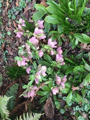 Helleboreae