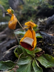 Calceolaria uniflora