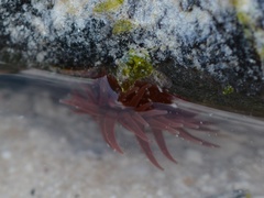 Actinia bermudensis