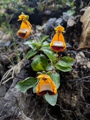 Calceolaria uniflora