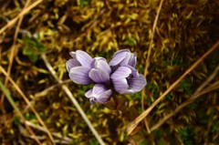 Gentianella corymbosa