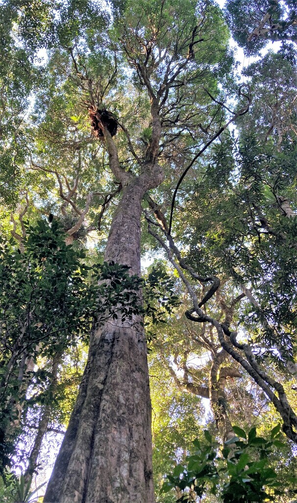 Vitex lignum-vitae from Python Rock area, Lamington National Park ...