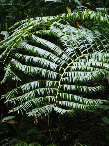 Angiopteris evecta observed 2023-07-21