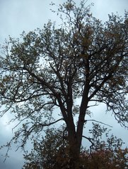 Ulmus thomasii