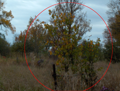 Ulmus thomasii